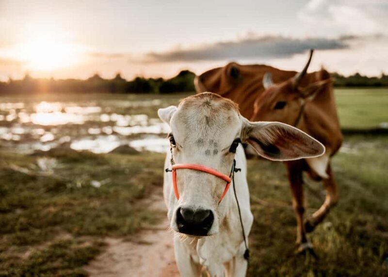 Siem Reap: Countryside Golden Hour Sunset Tour by Tuktuk - A Deep Dive Into the Siem Reap Countryside Sunset Tour