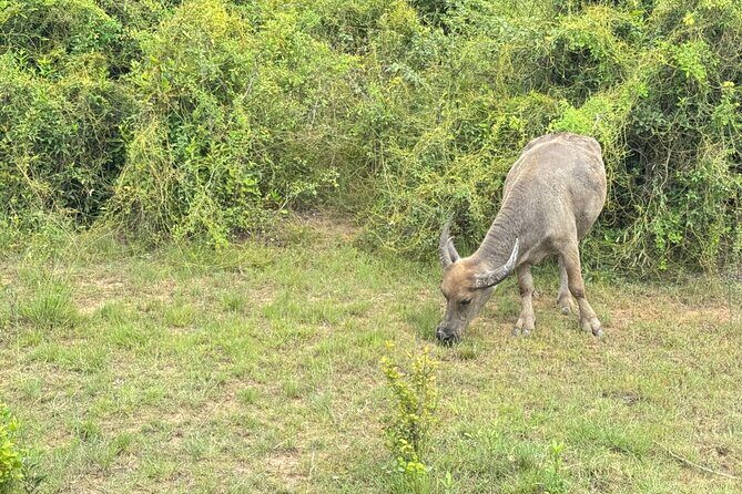 Siem Reap Countryside Quad Bike Adventure - Final Thoughts: Is This Tour Worth It?