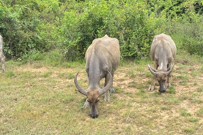 Siem Reap Countryside Quad Bike Adventure - An In-Depth Look at the Siem Reap Countryside Quad Bike Adventure