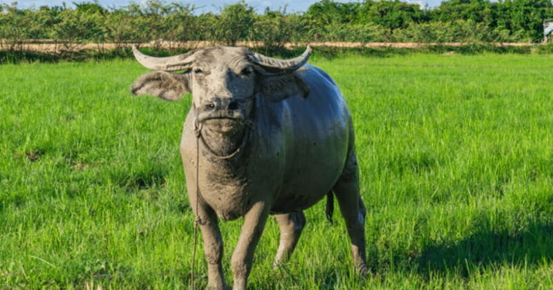 Siem Reap: Countryside Sunset Jeep Tour with Drinks - The Experience from the Reviews