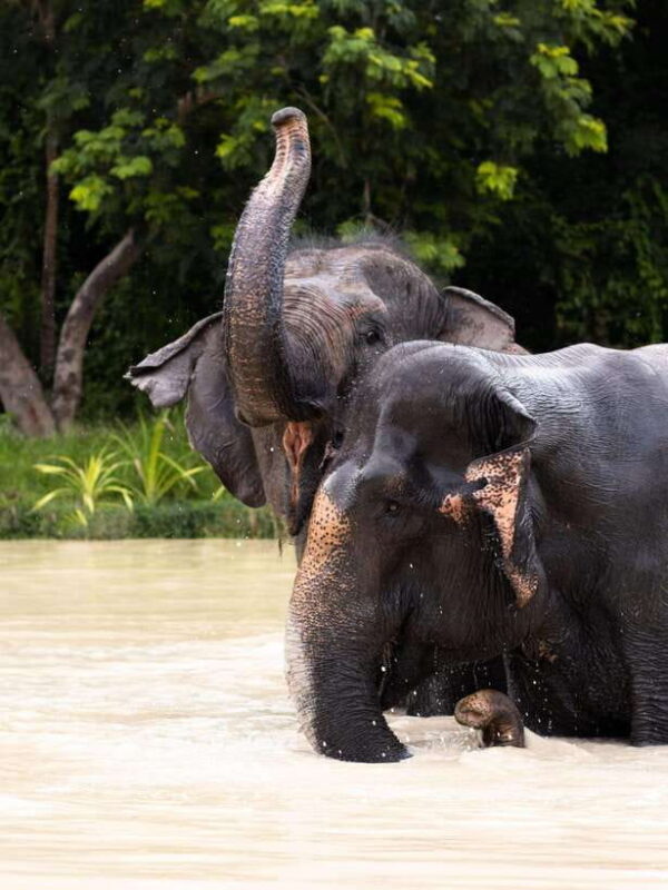 Siem Reap: Dine with Elephants, a Nature & Wildlife Journey - Good To Know