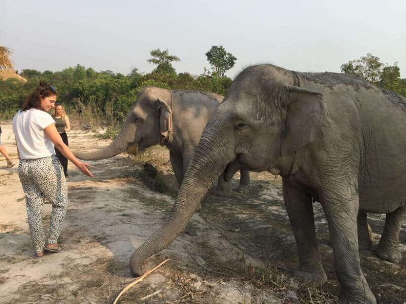 Siem Reap: Dine with Elephants, a Nature & Wildlife Journey - An Honest Look at the Siem Reap Elephant Experience