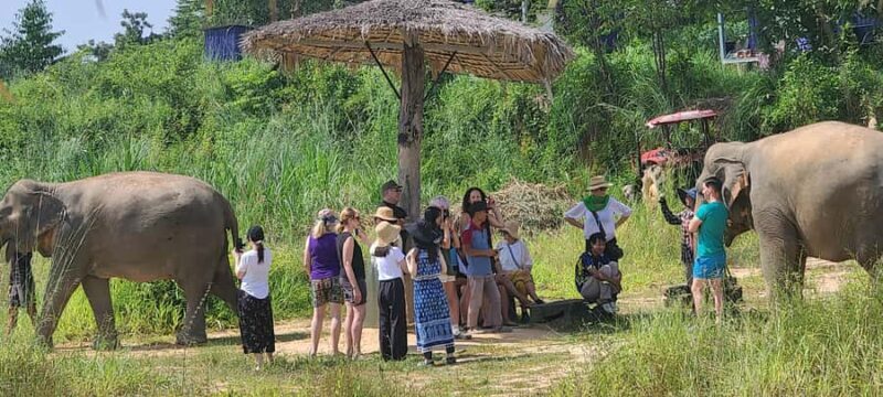 Siem Reap: Elephant Sanctuary Guided Tour - A Closer Look: The Itinerary & Details