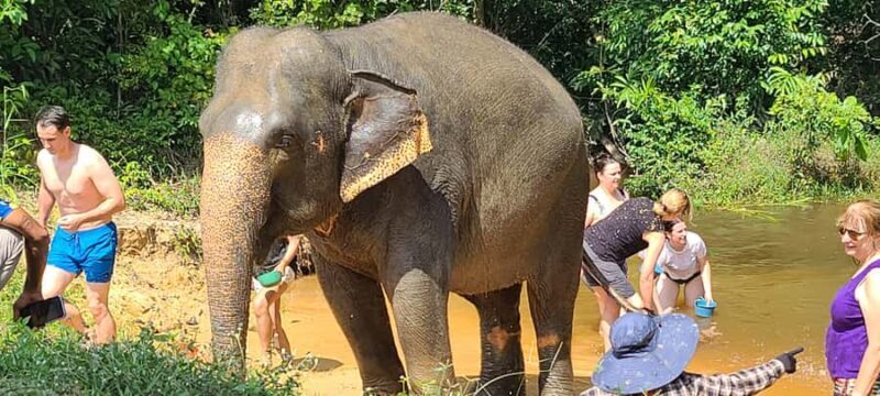 Siem Reap: Elephant Sanctuary Guided Tour - Final Thoughts