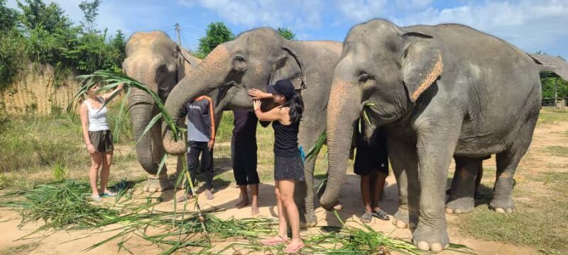 Siem Reap: Elephant Sanctuary Guided Tour - An Honest Look at the Siem Reap Elephant Sanctuary Guided Tour