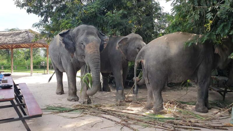 Siem Reap: Elephant Sanctuary Guided Tour - Practical Details to Consider