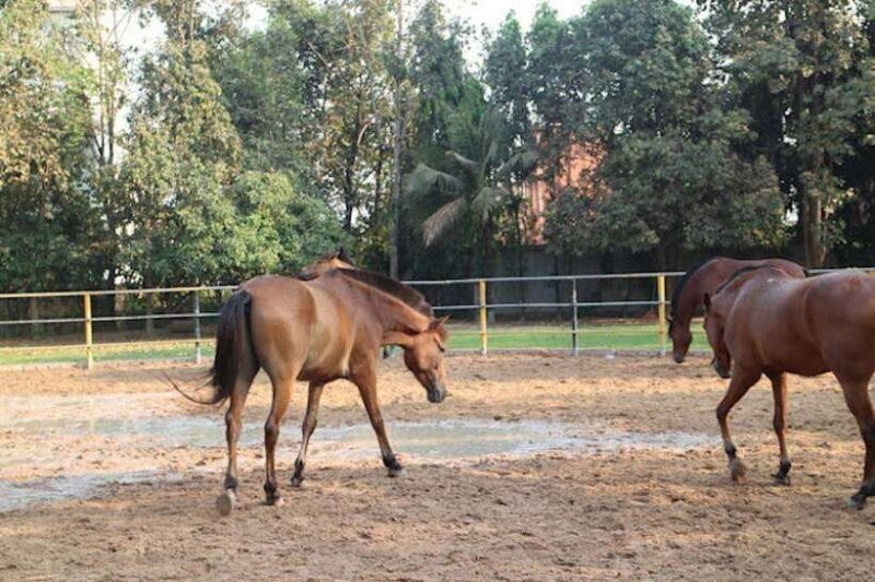 Siem Reap Happy Horse Riding Free Pick-up & Drop-off - Final Thoughts