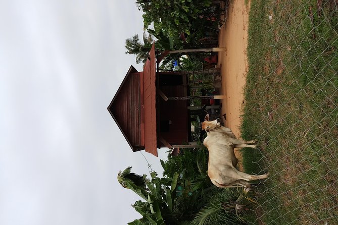 Siem Reap Kids Tour - Age and Accessibility