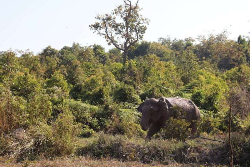 Siem Reap: Kulen Elephant Forest & Tonlesap Lake - Final Thoughts: Who Will Love This Tour?