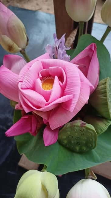 Siem Reap: Lotus Silk Farm - Guided Visit & 3 Craft Workshop - Good To Know