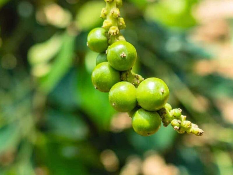 Siem Reap Night Food Adventure with Local Chef - Introduction