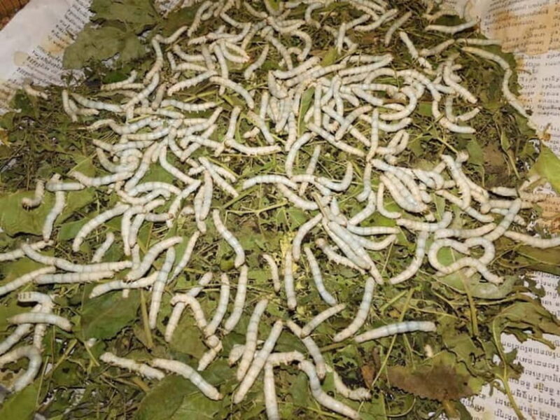 Siem Reap: Prek Toal Bird Colony, Silk Farm & Cooking - Who Is This Tour Best For?