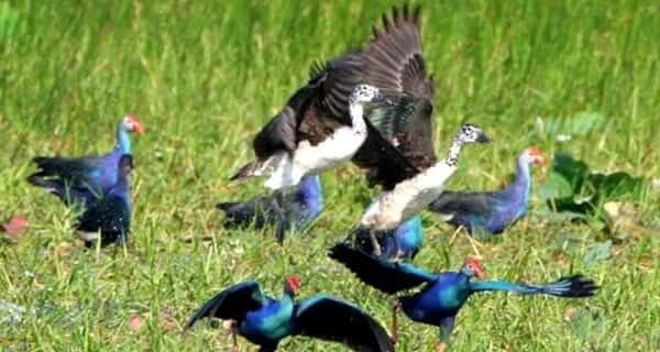 Siem Reap: Prek Toal Tonle Sap Biosphere Reserve Tour - Exploring the Prek Toal Tonle Sap Biosphere Reserve Tour from Siem Reap