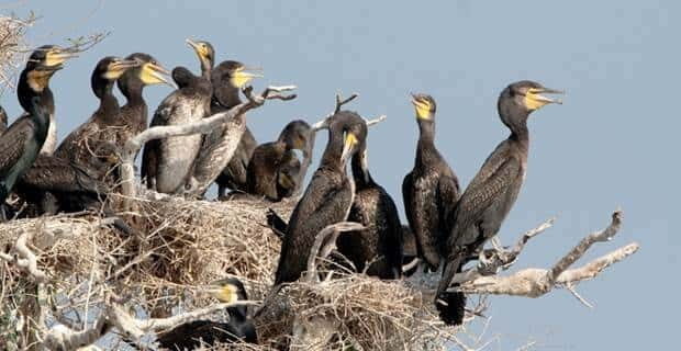 Siem Reap: Prek Toal Tonle Sap Biosphere Reserve Tour - FAQ