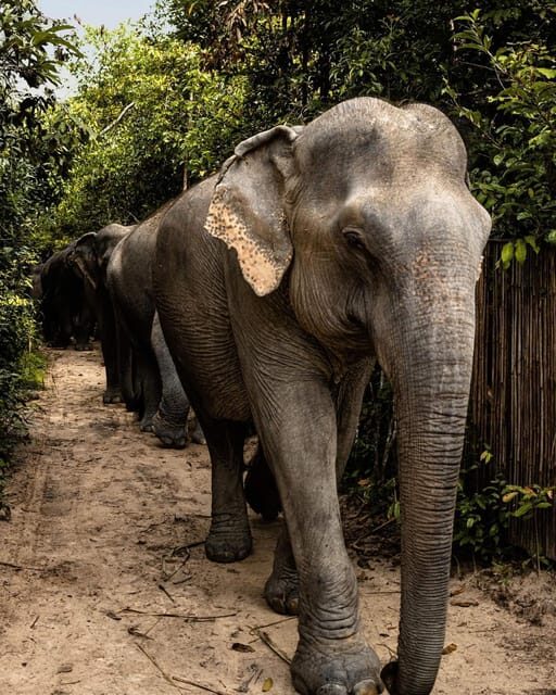 Siem Reap: Small Group Tour of Kulen Elephant Forest - Pricing and Value