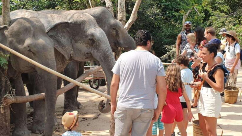 Siem Reap: Small Group Tour of Kulen Elephant Forest - What to Expect from the Tour