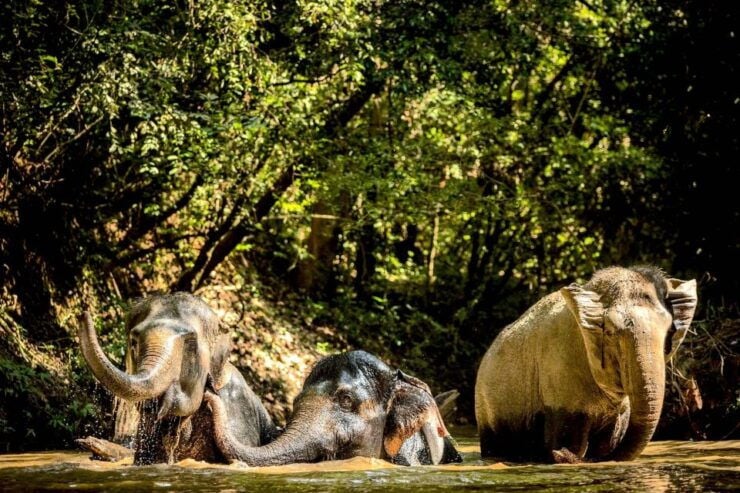 Siem Reap: Small Group Tour of Kulen Elephant Forest - Experience