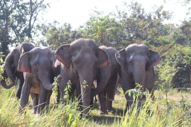 Siem Reap: Small Group Tour of Kulen Elephant Forest - Related Activities