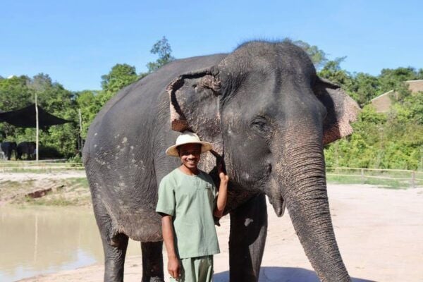 Siem Reap: Small Group Tour of Kulen Elephant Forest - Common Questions