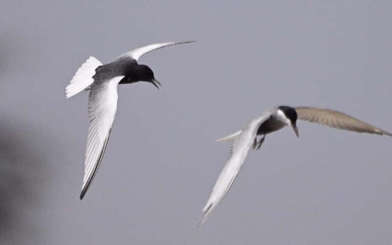 Siem Reap: Sunrise Bird Watching Tour with Guide - Trekking and Exploring Surroundings