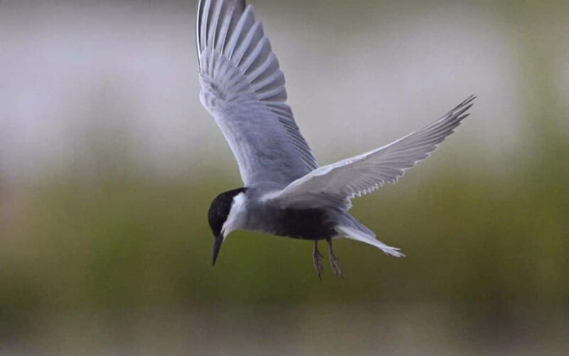 Siem Reap: Sunrise Bird Watching Tour with Guide - Learning About Conservation & Community Efforts