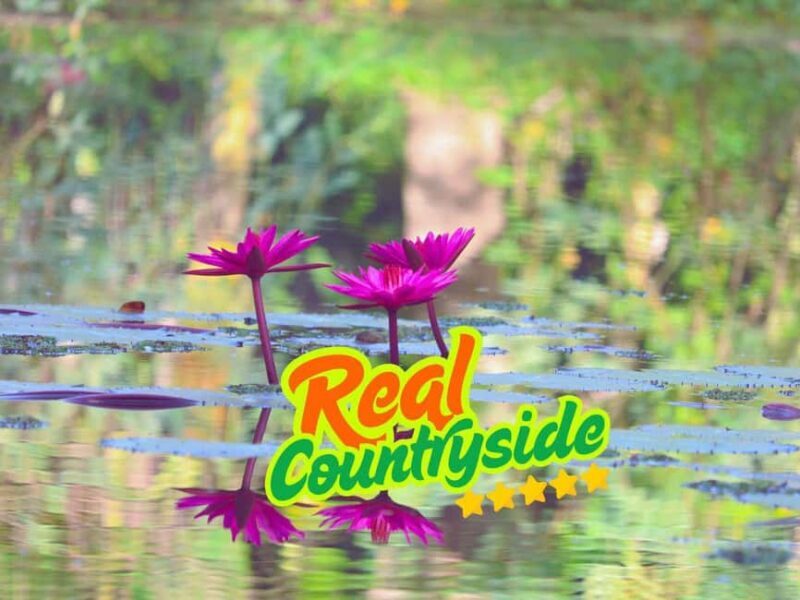 Siem Reap to Battambang: Train Ride, Lunch & Bat Caves - The Itinerary in Detail  