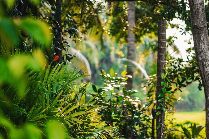 Siem Reap Village Tour - Scenic Sunset at a Lotus Farm