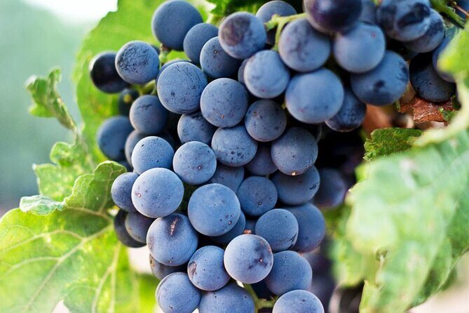 Siena and San Gimignano in Tuscany Private Day Tour - FAQ: Practical Questions About the Tour