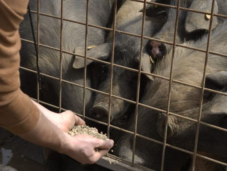 Siena - Discover a Real Cinta Senese Pig Farm - Guided Tour Experience