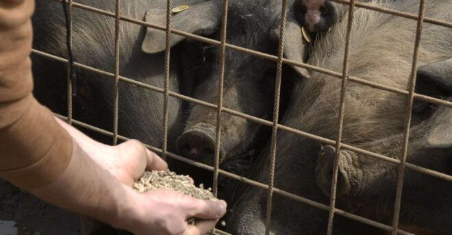 Siena - Discover a Real Cinta Senese Pig Farm - Azienda Agricola La Ripa Break