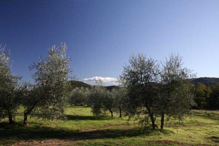 Siena: Half-day Guided Hike to Monteriggioni - Activity Details