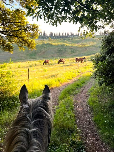 Siena: Horseback Riding With Siena in the Background - Educational Farm Visit