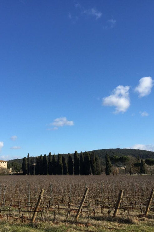 Siena: Tour and Wine Tasting in a Tuscan Private Castle - Explore Castle Gardens and Chapel