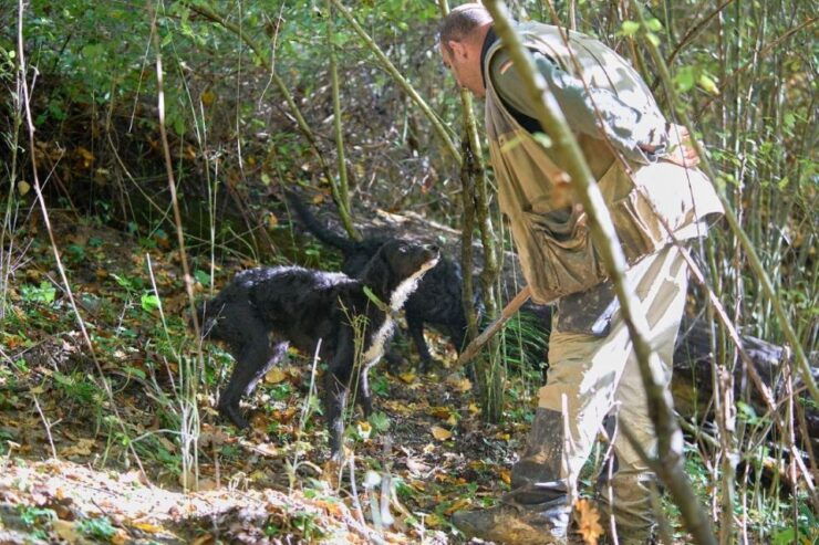 Siena - Truffle Hunting in the Evocative Sienese Woods - Good To Know