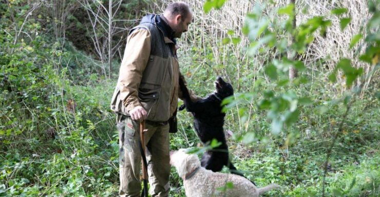 Siena - Truffle Hunting in the Evocative Sienese Woods - Sienas Enchanting Truffle Hunting Experience