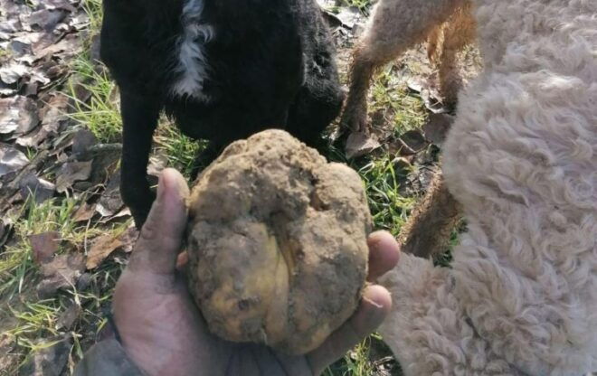 Siena - Truffle Hunting in the Evocative Sienese Woods - Engaging With Truffle Hunting Dogs