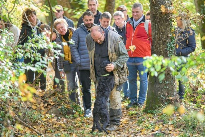 Siena - Truffle Hunting in the Sienese Woods With Tasting - Experience Description