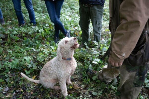 Siena - Truffle Hunting in the Sienese Woods With Tasting - The Sum Up