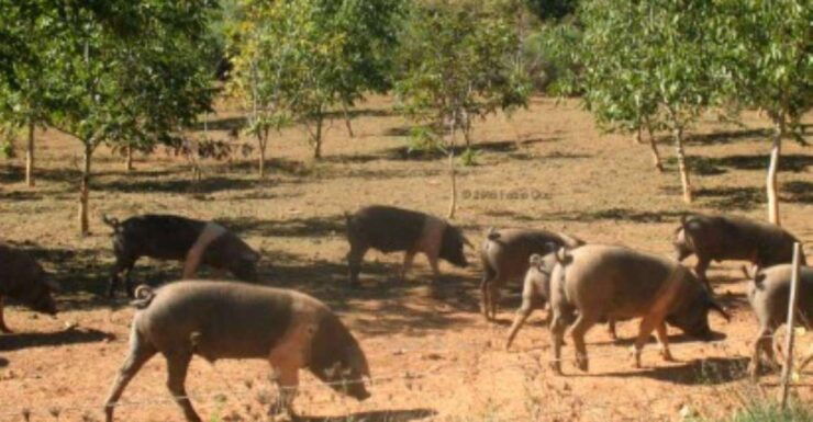Siena: Visit to a Traditional Cinta Senese Pig Farm - Good To Know