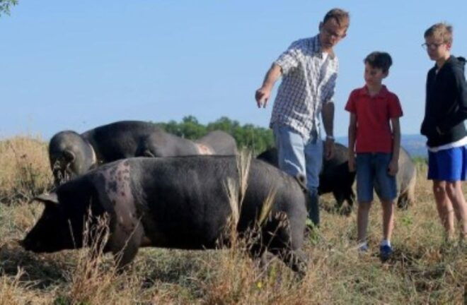 Siena: Visit to a Traditional Cinta Senese Pig Farm - Detailed Itinerary Breakdown