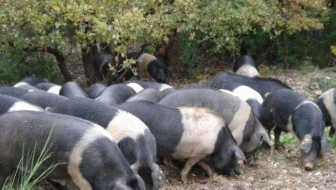 Siena: Visit to a Traditional Cinta Senese Pig Farm - Meeting Point & Directions