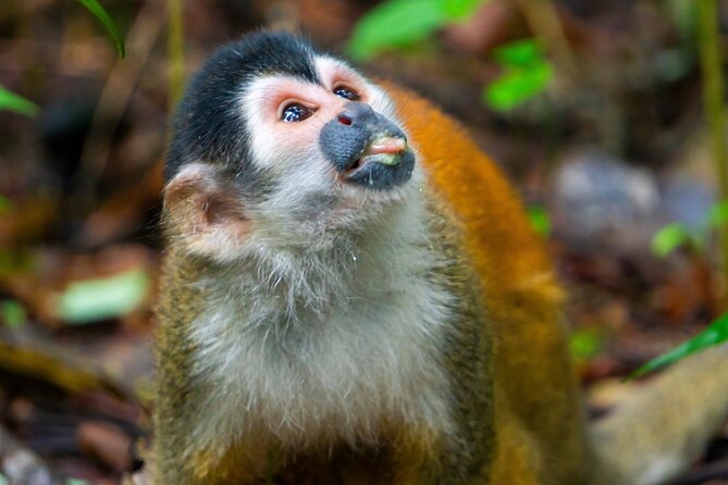 Sierpe Small-Group 4-Day Wildlife Tour - Logistics