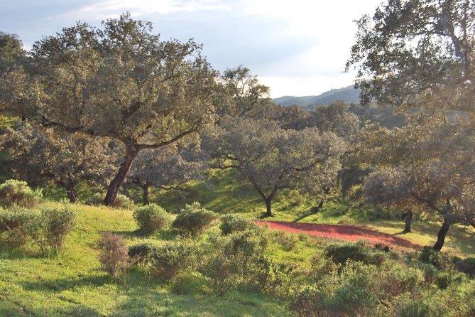 Sierra De Aracena: Grotto of Wonders, Hiking and Ecological Picnic. - Hiking Trails in Sierra De Aracena