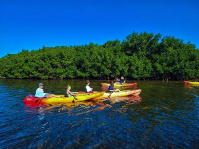 Siesta Key: Mangrove Kayak or Paddleboard Tour - Exploring the Mangrove Islands