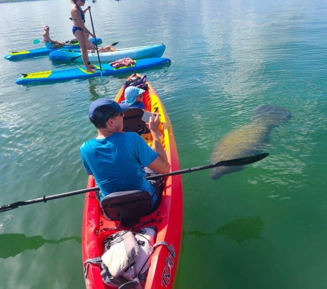 Siesta Key: Mangrove Kayak or Paddleboard Tour - Spotting Wildlife on the Tour