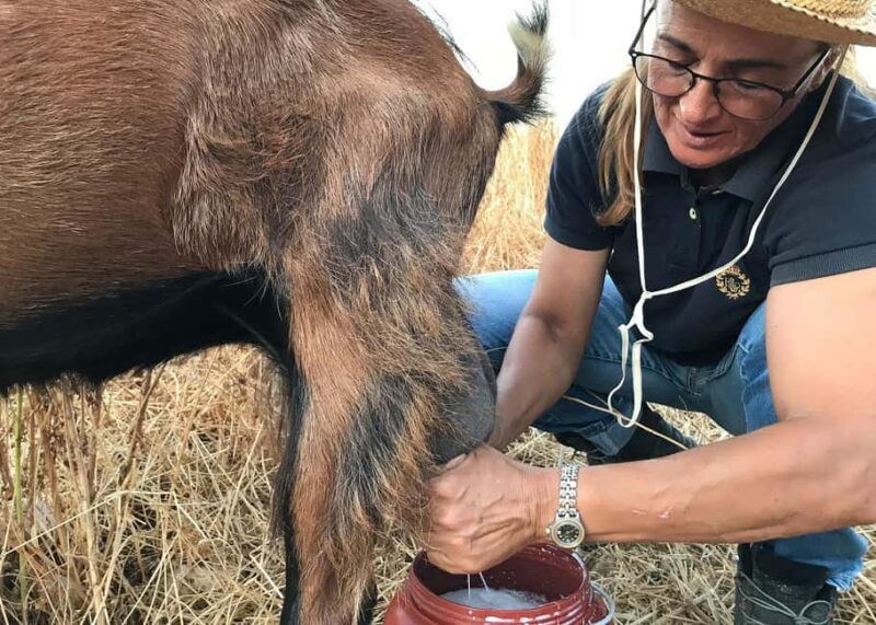 Sifnos: Goat Milking, Cheese-Making & Traditional Dinner - Good To Know