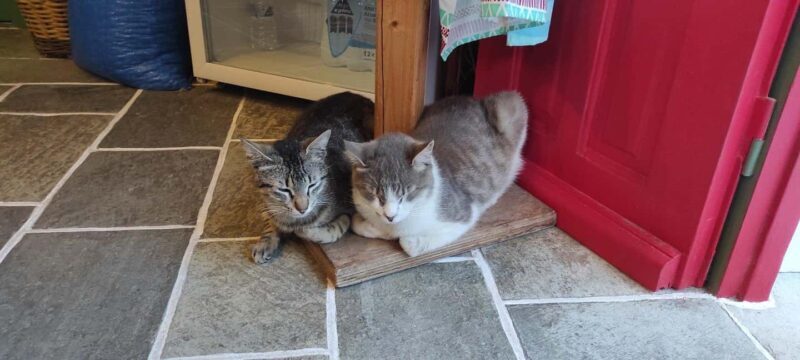 Sifnos: Goat Milking, Cheese-Making & Traditional Dinner - What to Expect from the Tour