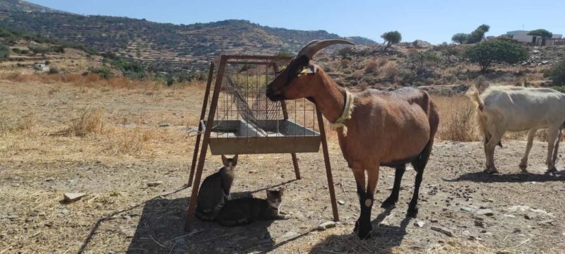 Sifnos: Goat Milking, Cheese-Making & Traditional Dinner - Who Will Love This Tour?