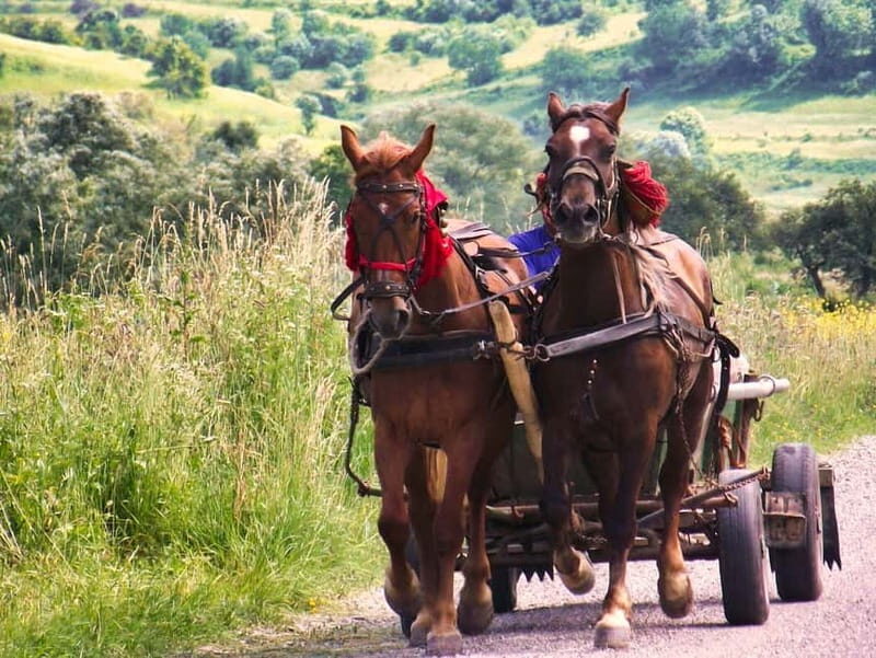 Sighisoara & wine tasting (from Cluj) - Good To Know