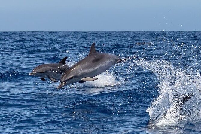Sighting DE Marine Mammals and Snorkeling - Starting Point and Transportation